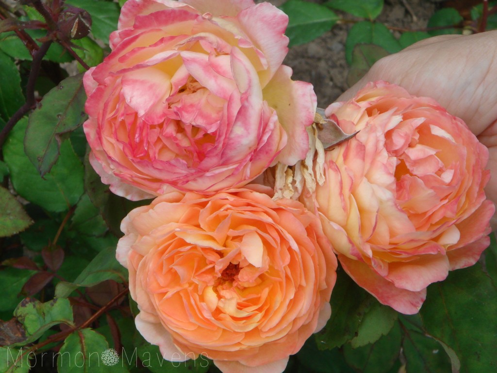 bodnant garden roses