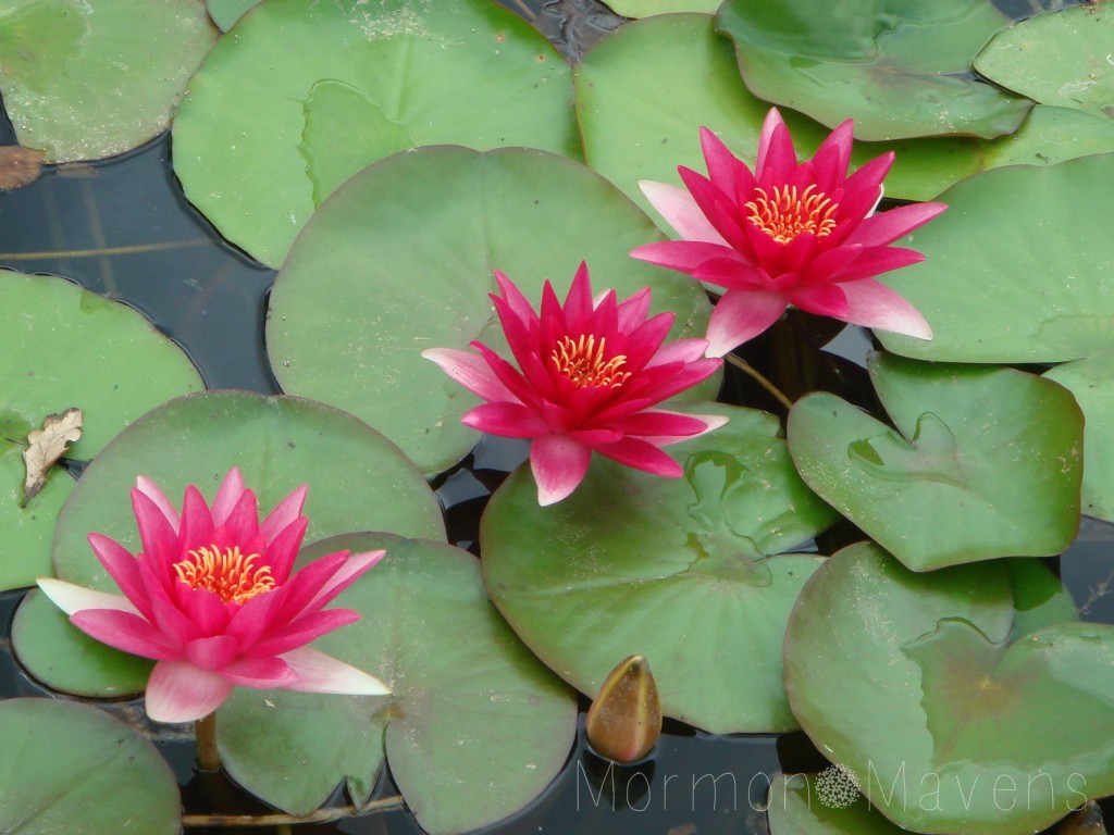 bodnant garden water lilies