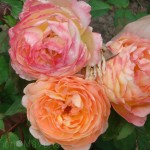 Tending Your Life’s Garden